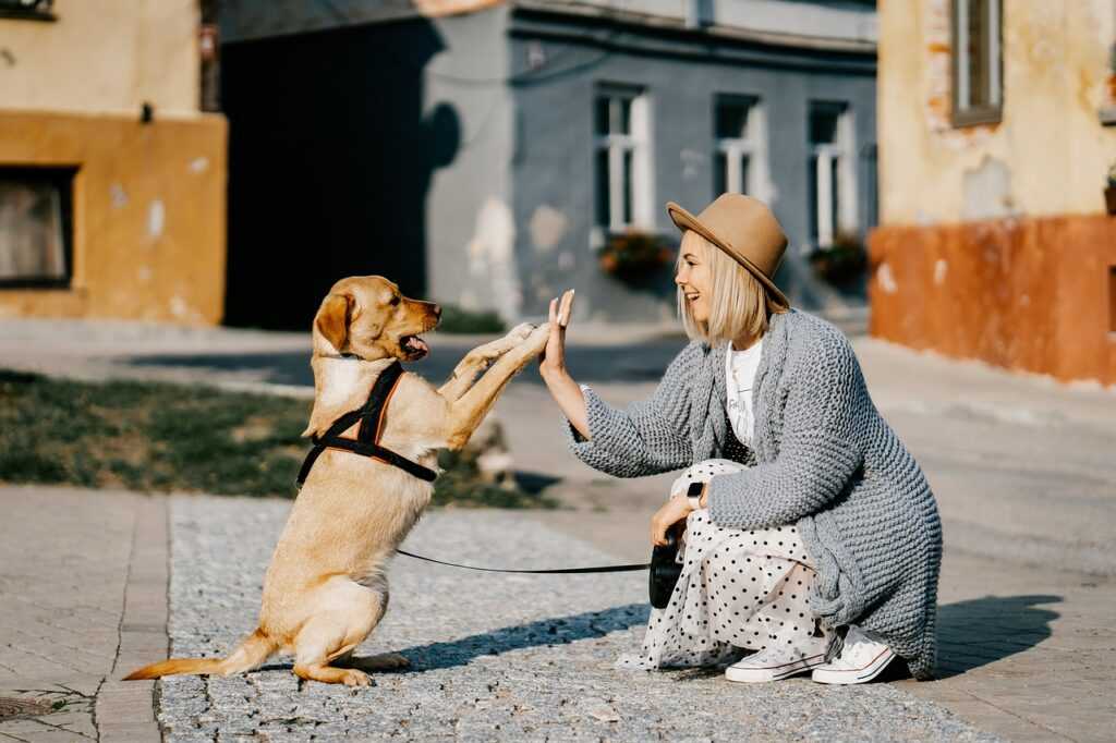 Brustgeschirr Hundegeschirr Y-Geschirr Hund