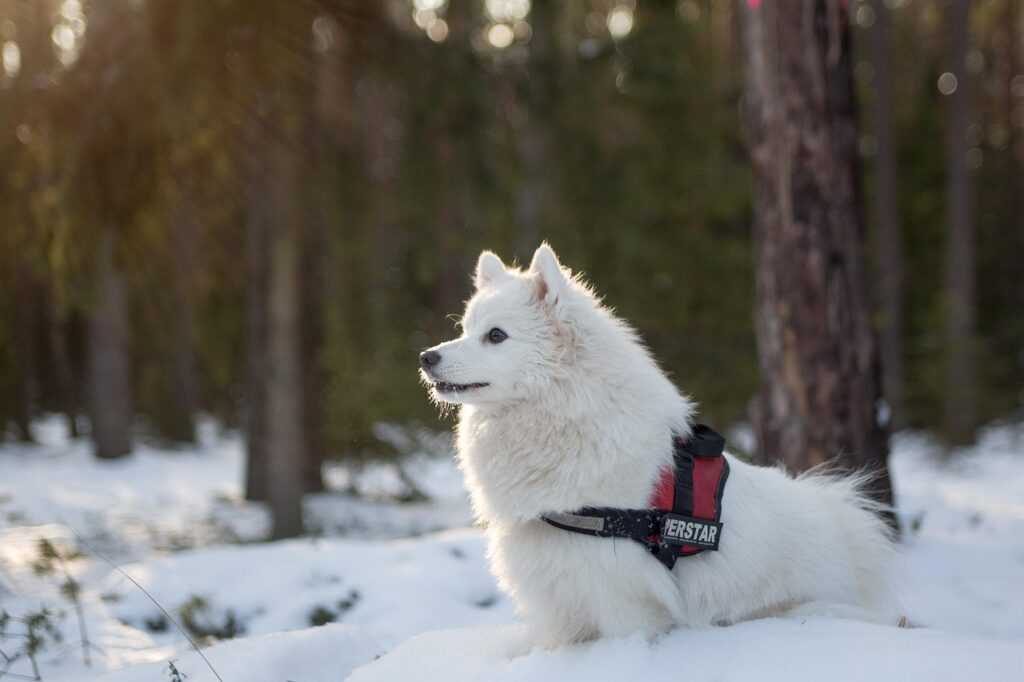 Brustgeschirr Hundegeschirr Y-Geschirr Hund