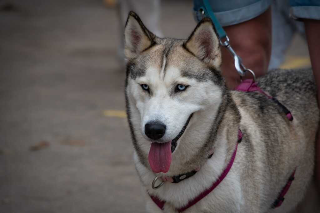 Brustgeschirr Hundegeschirr Y-Geschirr Hund