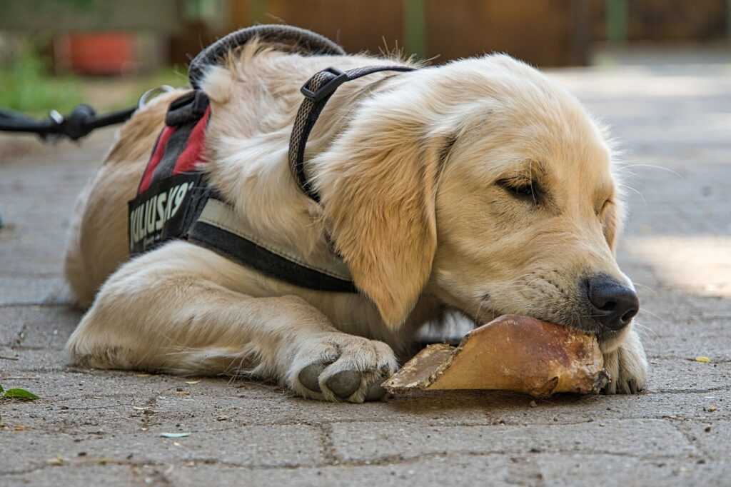 Brustgeschirr Hundegeschirr Y-Geschirr Hund