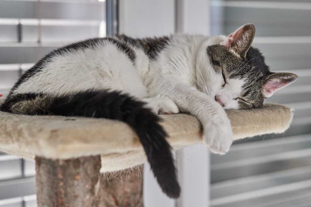 Haustier Zubehör Haustierzubehör Katze Hund Vogel Hamster